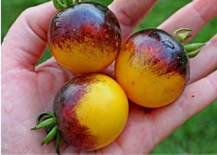 มะเขือเทศแมลงภู่ - Tomato Bumble Bee F1 (8 เมล็ด/ซอง)