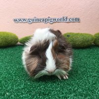 Peruvian/Boar/Sir&Madam Newly Import(ภาพนี้โชว์/ภาพขายไปดูที่หมวดเด็กๆย้ายบ้านค่ะ)