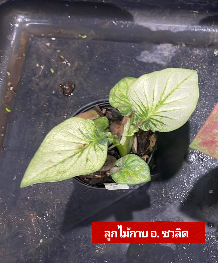 "บอนสี ลูกไม้กาบอาจารย์ชวลิต ดินภูเขาไฟ บุรีรัมย์" บอนสีราชินีแห่งไม้ใบ ส่งพร้อมกระถางพลาสติก ใบเหลืองจากการขนส่งให้ตัดใบออก ตามภาพ 4"