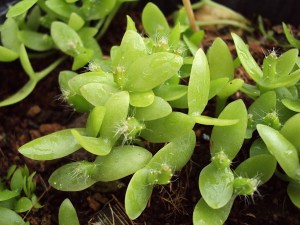 กิ่งชำ แก้วมังกรขาว จัมโบ้ (Dragon fruit Jumbo) ตรงตามสายพันธุ์แท้ 100%