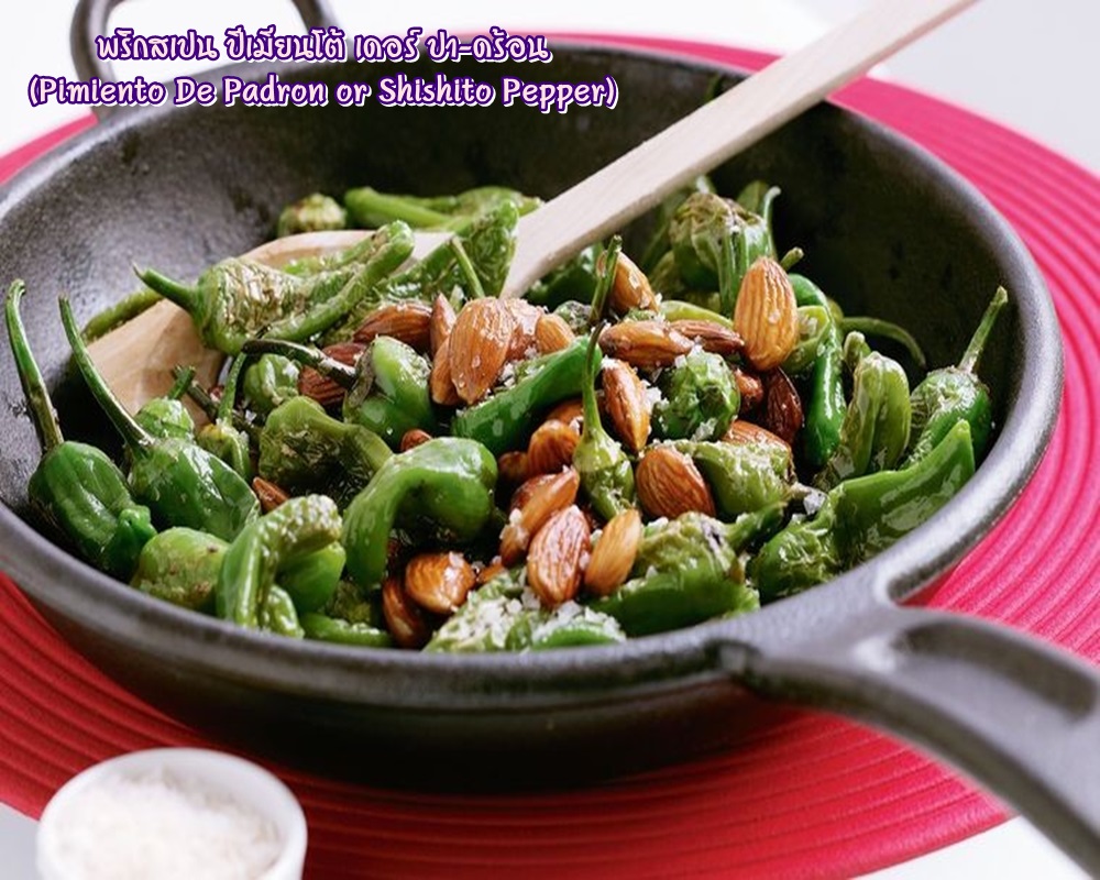 พริกสเปน ปีเมียนโต้ เดอร์ ปา-ดร้อน (Pimiento De Padron or Shishito Pepper) ชิชิโต้ (Shishito)