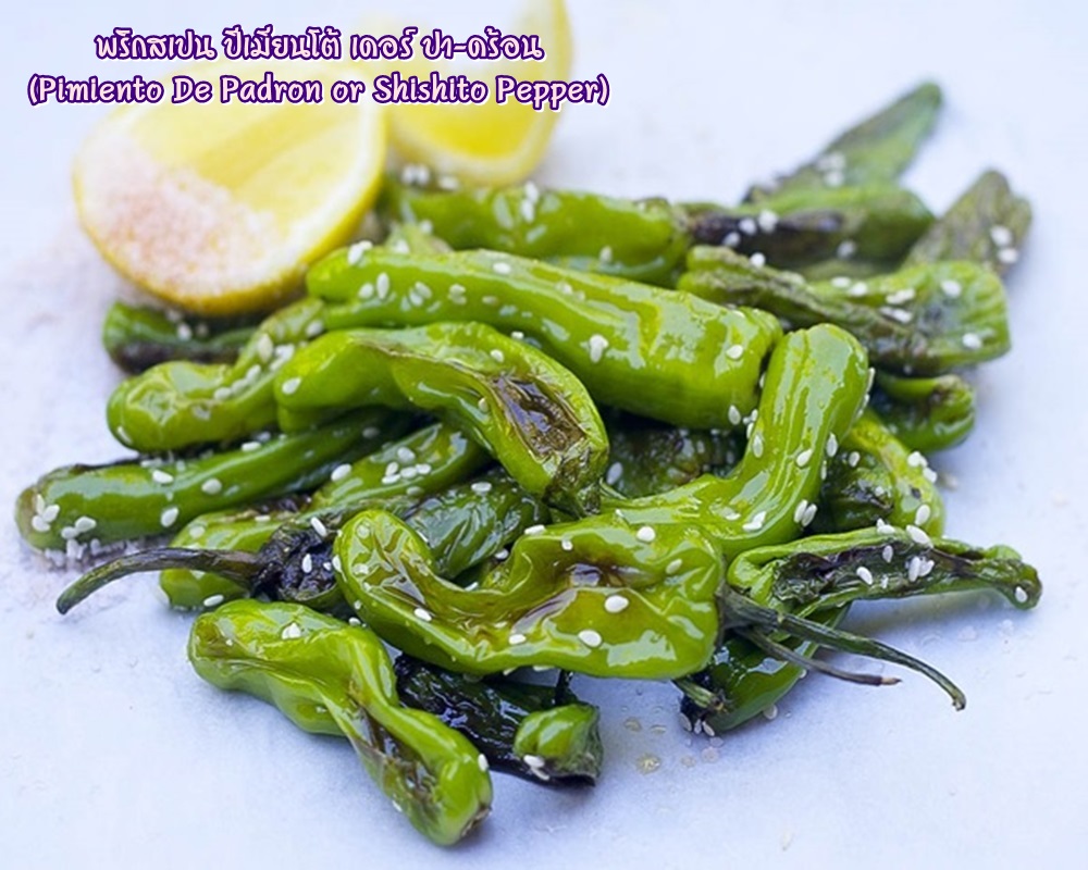 พริกสเปน ปีเมียนโต้ เดอร์ ปา-ดร้อน (Pimiento De Padron or Shishito Pepper) ชิชิโต้ (Shishito)