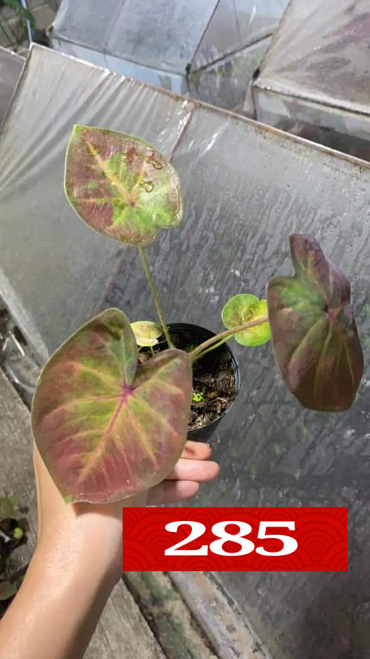 "บอนสี 285 ดินภูเขาไฟ บุรีรัมย์" บอนสีราชินีแห่งไม้ใบ ส่งพร้อมกระถางพลาสติก ใบเหลืองจากการขนส่งให้ตัดใบออก ตามภาพ 4"