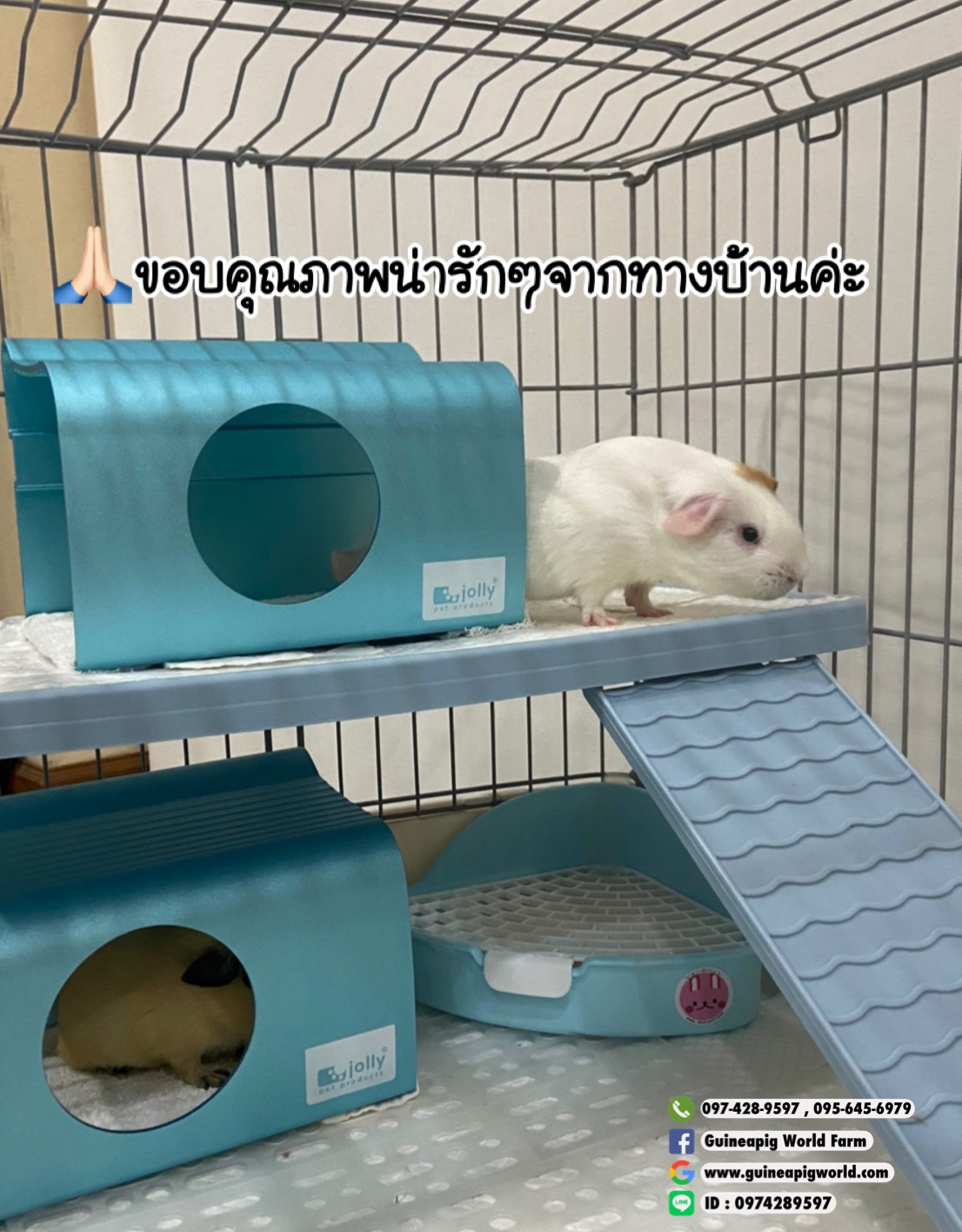 JP154 Cool House Size:230x162xh.156mm.สำหรับแกสบี้,ชินชิลล่า มีตัวล็อคติดกับกรงได้ค่ะ