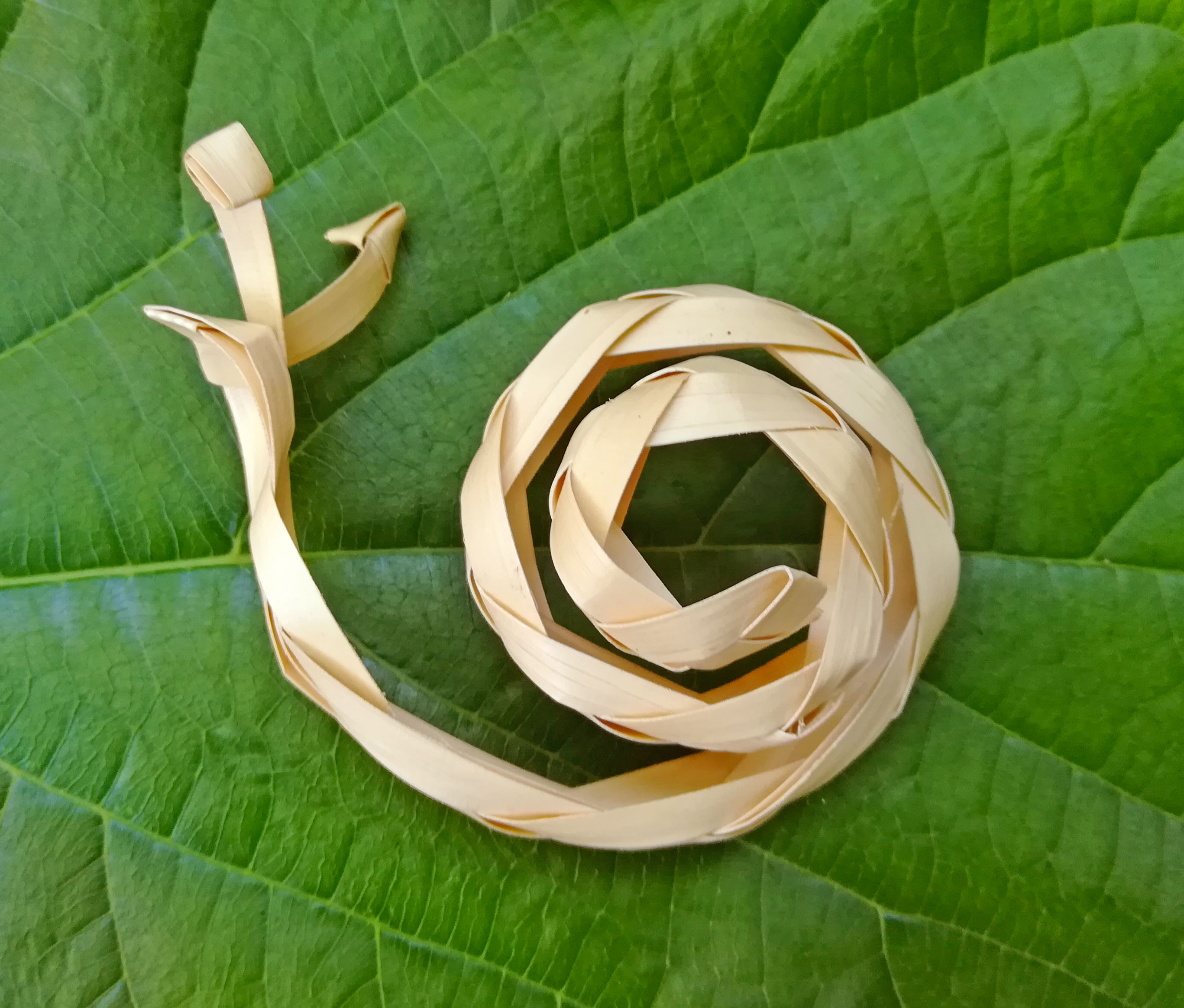 หอยทากใบลาน (10ตัว)