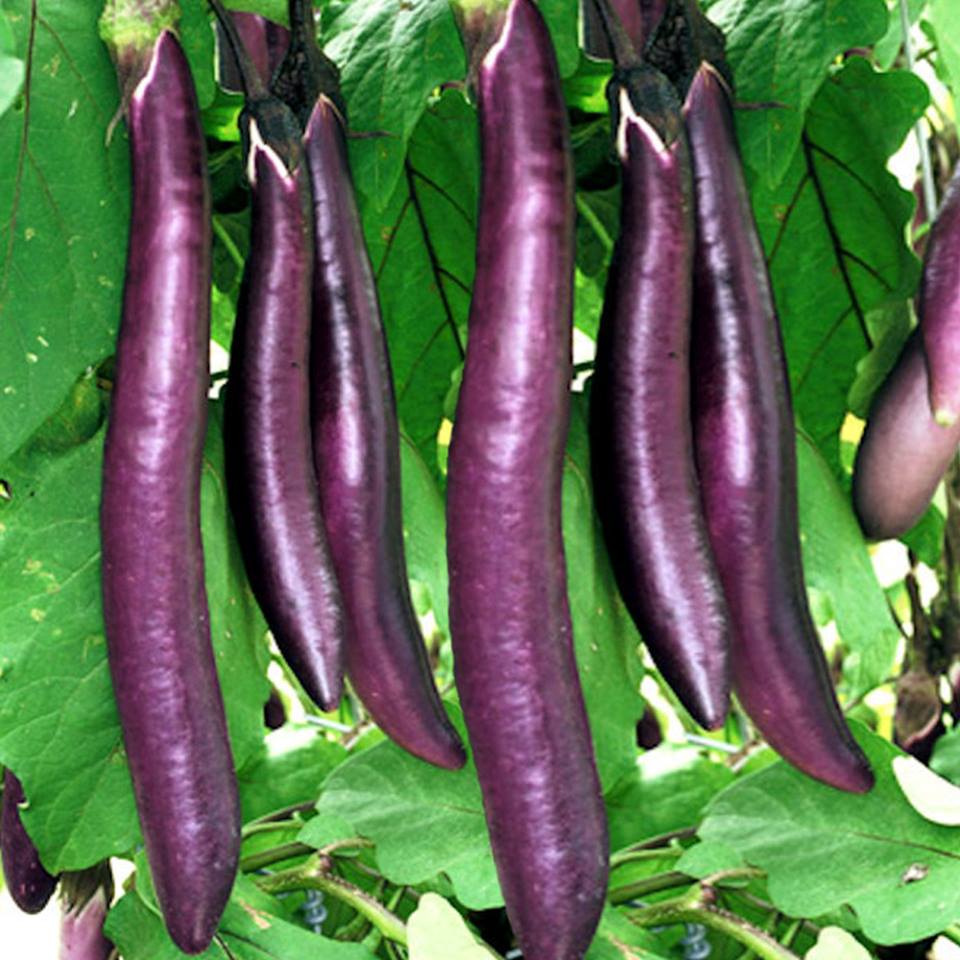 มะเขือม่วงยาว แคลิฟอร์เนีย (CA Long Purple Eggplant)