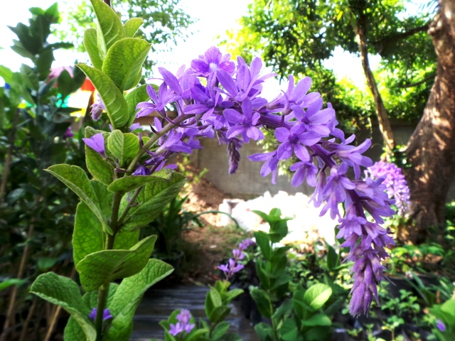 พวงคราม ไทย