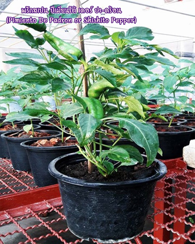พริกสเปน ปีเมียนโต้ เดอร์ ปา-ดร้อน (Pimiento De Padron or Shishito Pepper) ชิชิโต้ (Shishito)