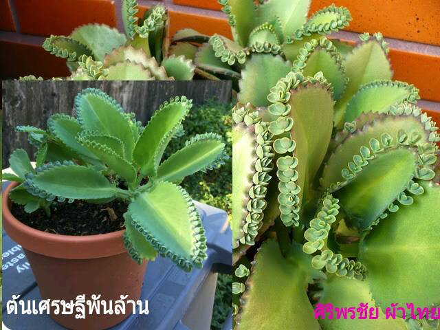 เศรษฐีพันล้าน กระถาง 4"