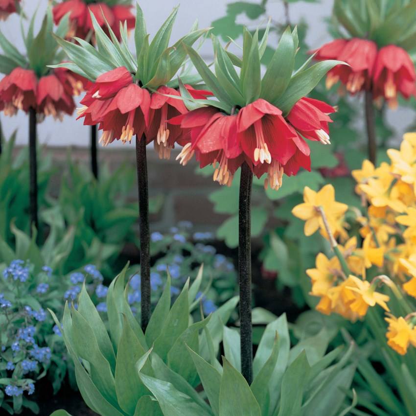 หัวดอกมงกุฏจักรพรรดิ์ (Crown Imperial) มี 2 สีให้เลือก