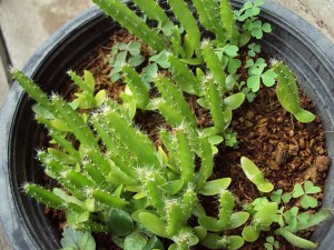 กิ่งชำ แก้วมังกรขาว จัมโบ้ (Dragon fruit Jumbo) ตรงตามสายพันธุ์แท้ 100%