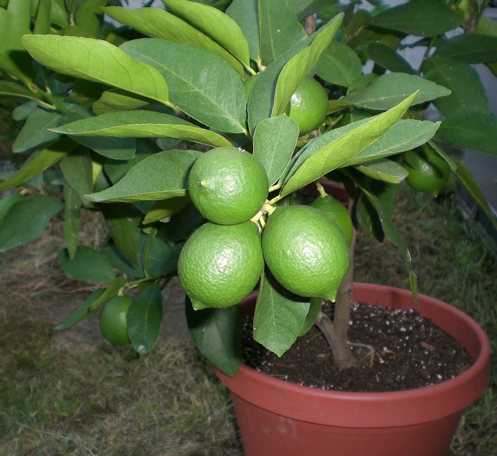เลมอน ยูเรก้า (Eureka Lemon)