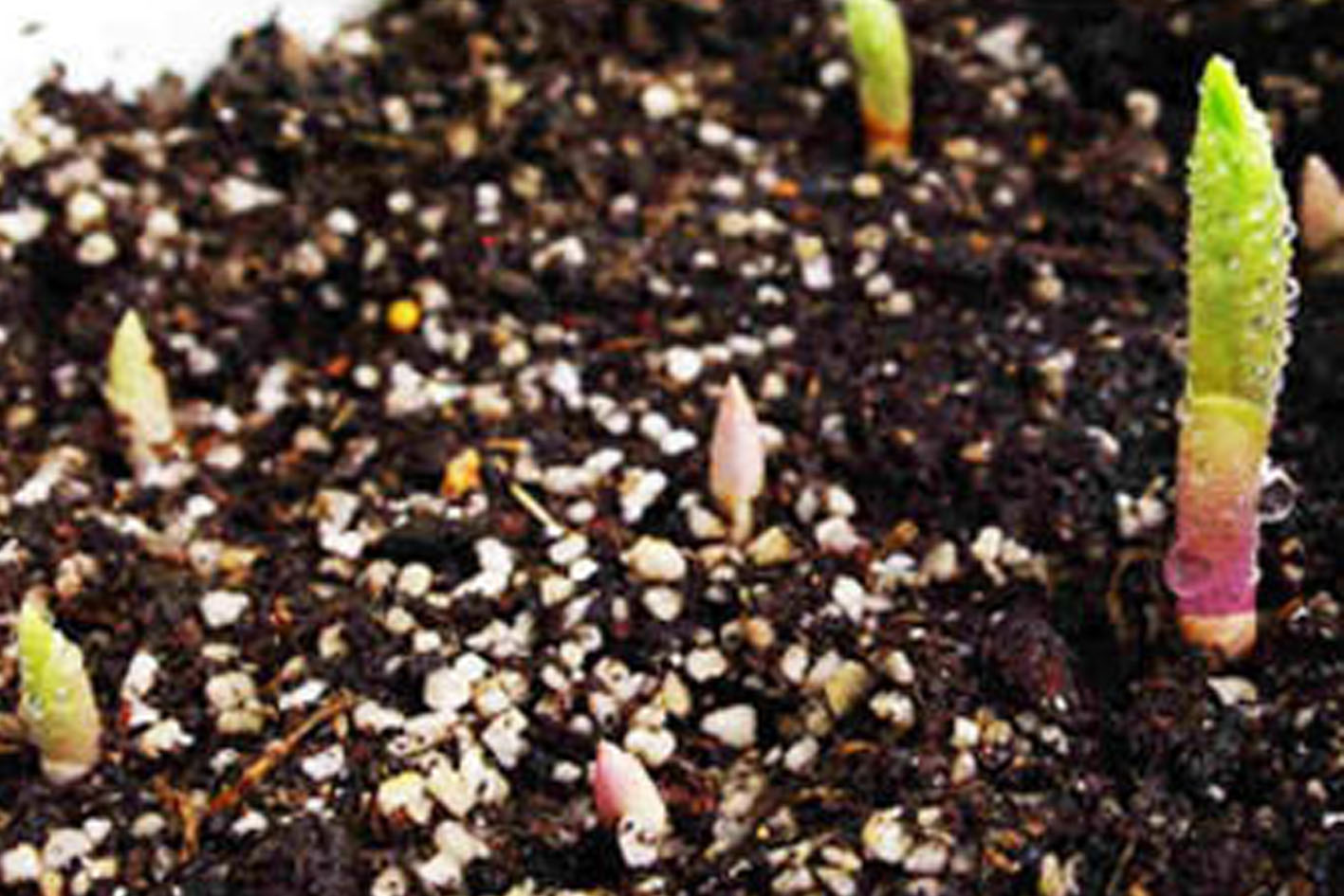 หัวดอกดอกหยาดหิมะ (Snow Drop) หรือ ดอกไม้แห่งความหวัง (Flower of Hope)