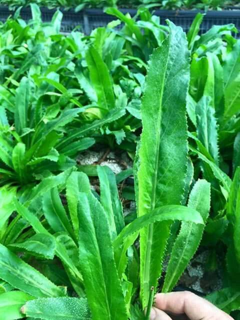 ต้นพันธุ์ผักชีฝรั่ง ต้นกล้าผักผักชีฝรั่ง ตามภาะ 1 กำ