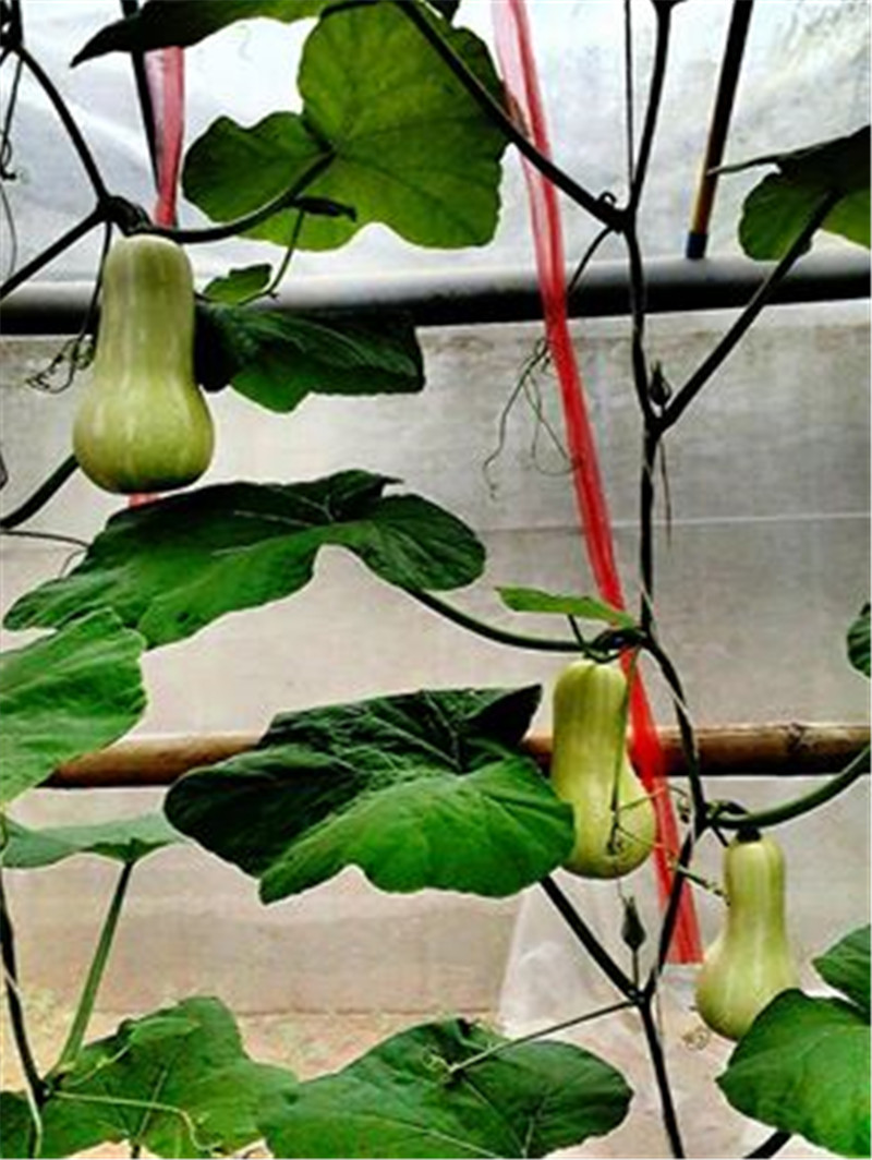 ฟักทอง บัตเตอร์นัท สีเขียว (Green Butternut Squash) OP