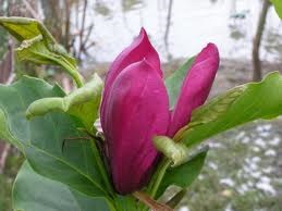 จำปี แดง