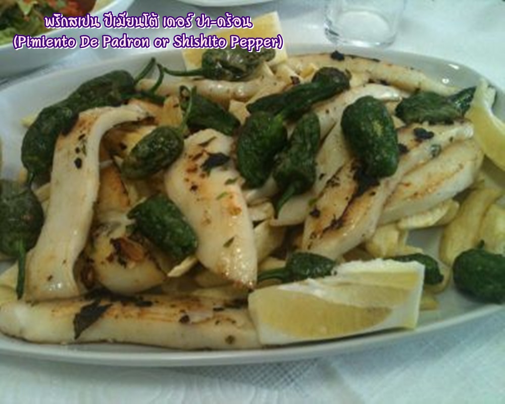 พริกสเปน ปีเมียนโต้ เดอร์ ปา-ดร้อน (Pimiento De Padron or Shishito Pepper) ชิชิโต้ (Shishito)