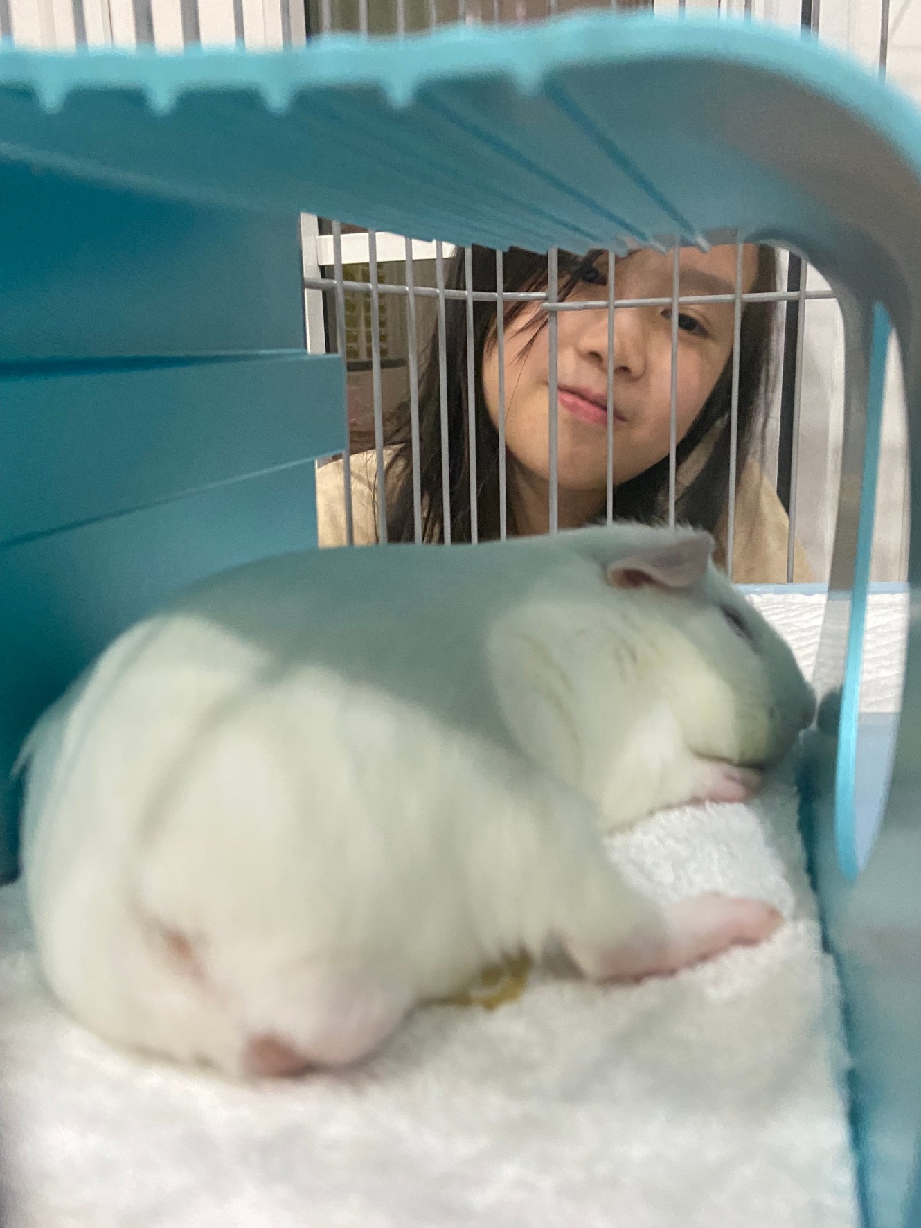 JP154 Cool House Size:230x162xh.156mm.สำหรับแกสบี้,ชินชิลล่า มีตัวล็อคติดกับกรงได้ค่ะ