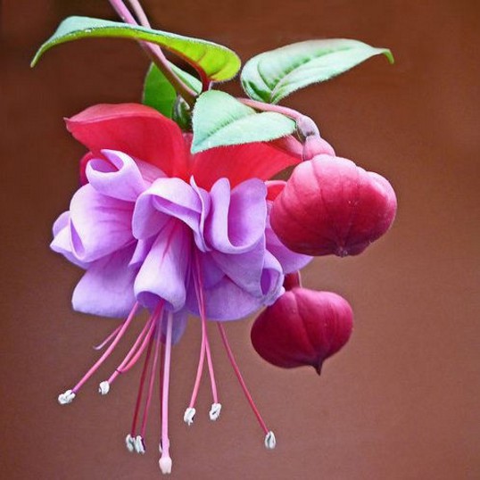 ตุ้มหูนางฟ้า หรือ ฟูเซีย หรือ ฟุกเซีย หรือ ฟิวเซีย หรือ ดอกโคมญี่ปุ่น (Fuchsia) คละสี