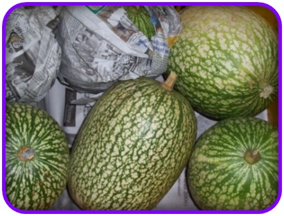 แตงหูฉลาม (Shark fin melon) อร่อยเหมือนหูฉลาม (เมล็ด)