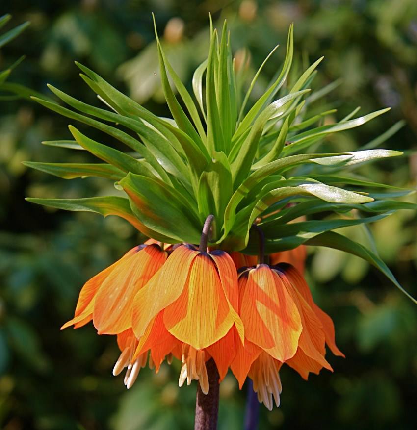 หัวดอกมงกุฏจักรพรรดิ์ (Crown Imperial) มี 2 สีให้เลือก