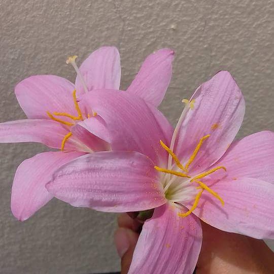 บัวดิน มีทั้งของในประเทศ และนอกประเทศ (มีทั้งราคาเป็นชุด และ ราคาต่อ 1 หัว เลือกชมได้เลยนะคะ)