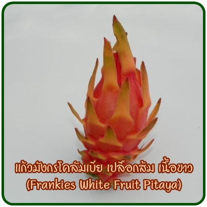 กิ่งชำ แก้วมังกร เปลือกส้ม เนื้อขาว (Frankies White Pitaya หรือ Yellow Lamon Pitaya) หายากมาก จากโคลัมเบีย อร่อยที่สุดตั้งแต่เคยกินแก้วมังกรมา ตรงตามสายพันธุ์แท้ 100%