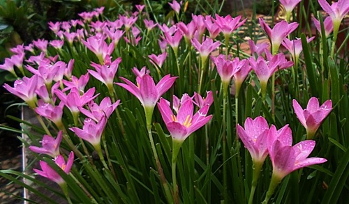 บัวดิน มีทั้งของในประเทศ และนอกประเทศ (มีทั้งราคาเป็นชุด และ ราคาต่อ 1 หัว เลือกชมได้เลยนะคะ)