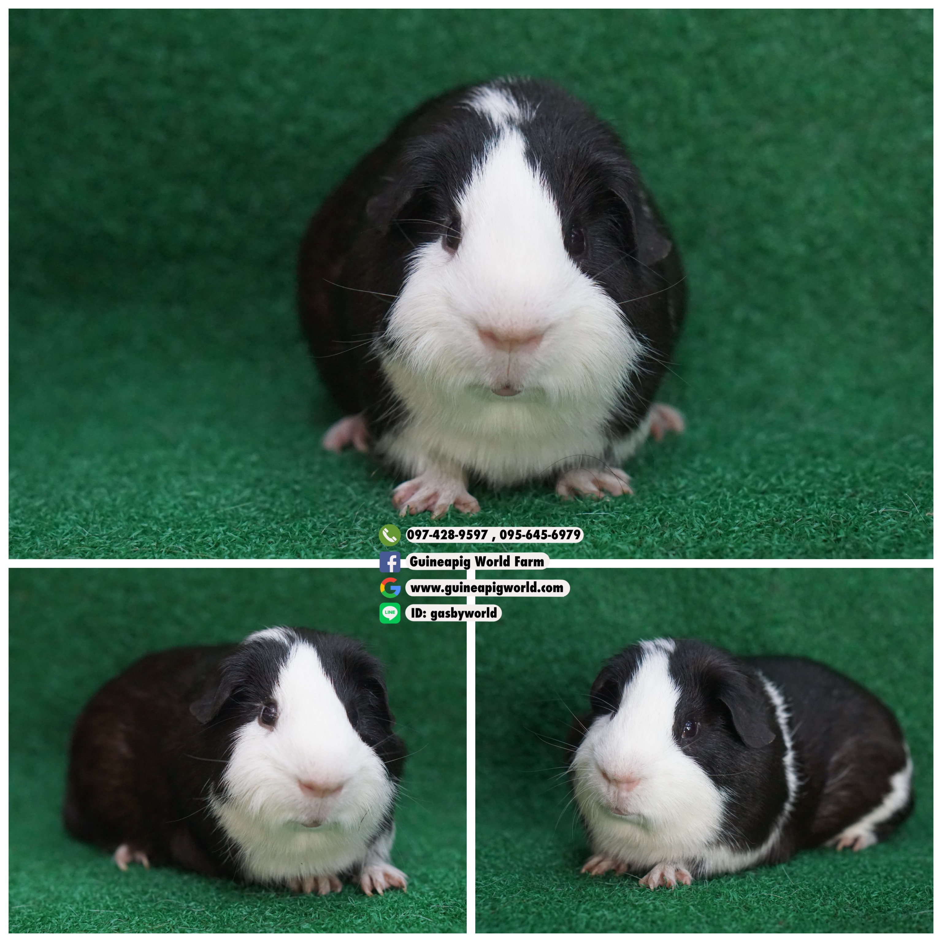 AM0825 American/ผู้/โบรกเค่นแบลค/พ่อแม่นำเข้า/ขนสวยแน่นเงา/กินเก่งตัวใหญ่แข็งแรง/ราคา2,800(ปกติ 4,800)ชอบโอนจองก่อนได้ก่อนทักไลน์ gasbyworld แจ้งข้อความน้องพร้อมย้ายบ้านค่ะ