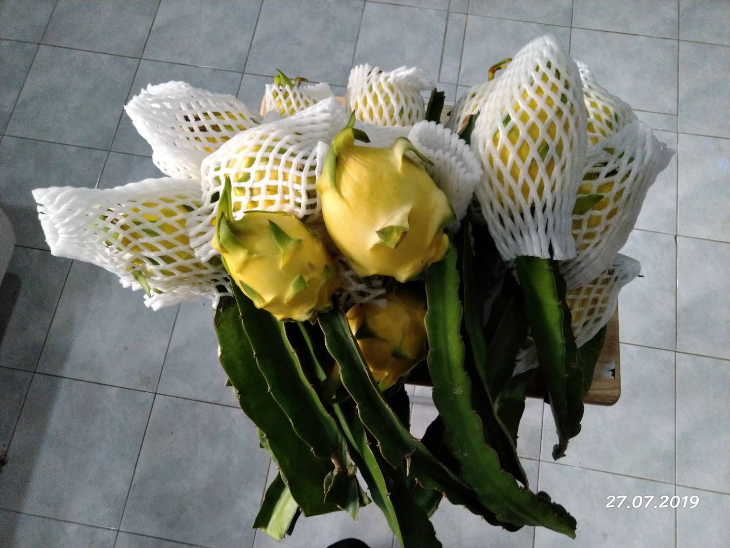 กิ่งพร้อมลูกติด แก้วมังกรเหลืองอิสราเอล (Yellow Dragon fruit from Israel)