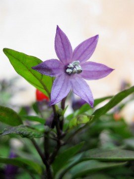 พริกขี้หนูสวนหอม สีม่วง (10 เมล็ด/ซอง)