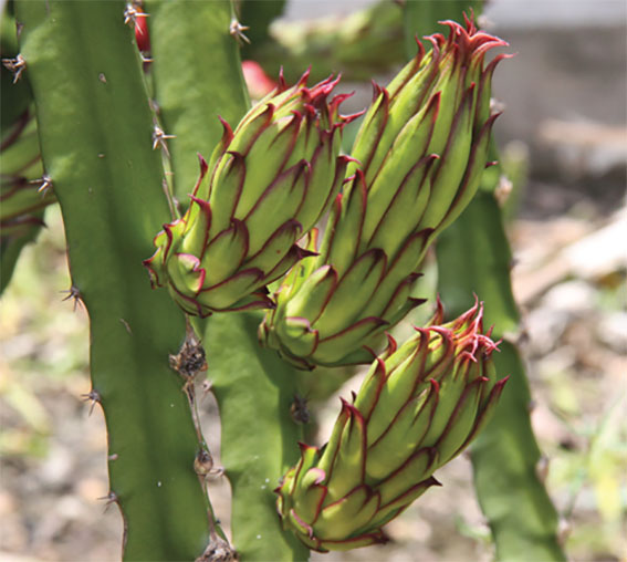 กิ่งชำ แก้วมังกรขาว จัมโบ้ (Dragon fruit Jumbo) ตรงตามสายพันธุ์แท้ 100%