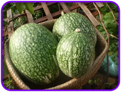 แตงหูฉลาม (Shark fin melon) อร่อยเหมือนหูฉลาม (เมล็ด)