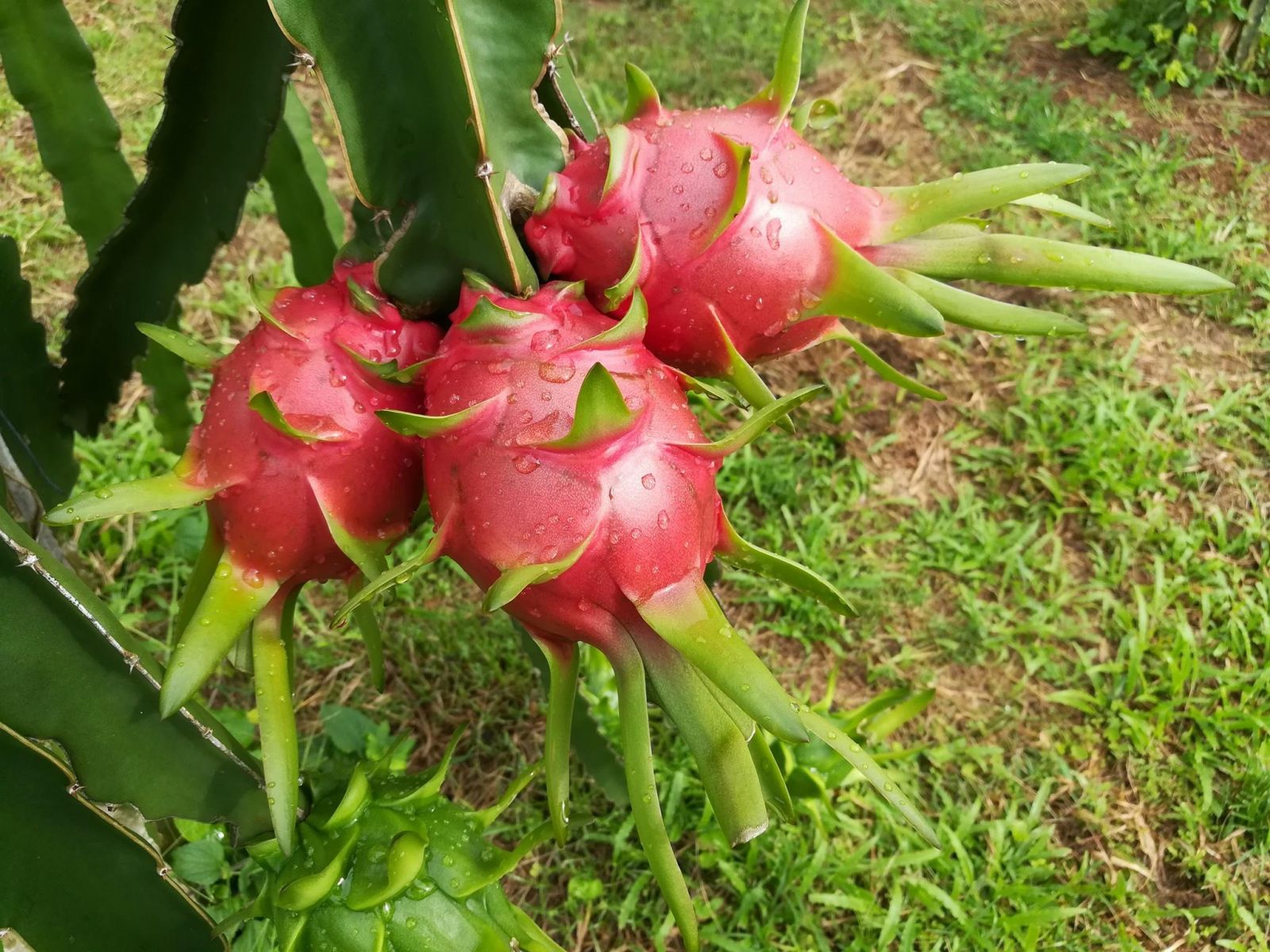 กิ่งชำ แก้วมังกรขาว จัมโบ้ (Dragon fruit Jumbo) ตรงตามสายพันธุ์แท้ 100%