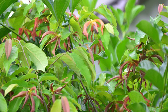 สายหยุด แดง