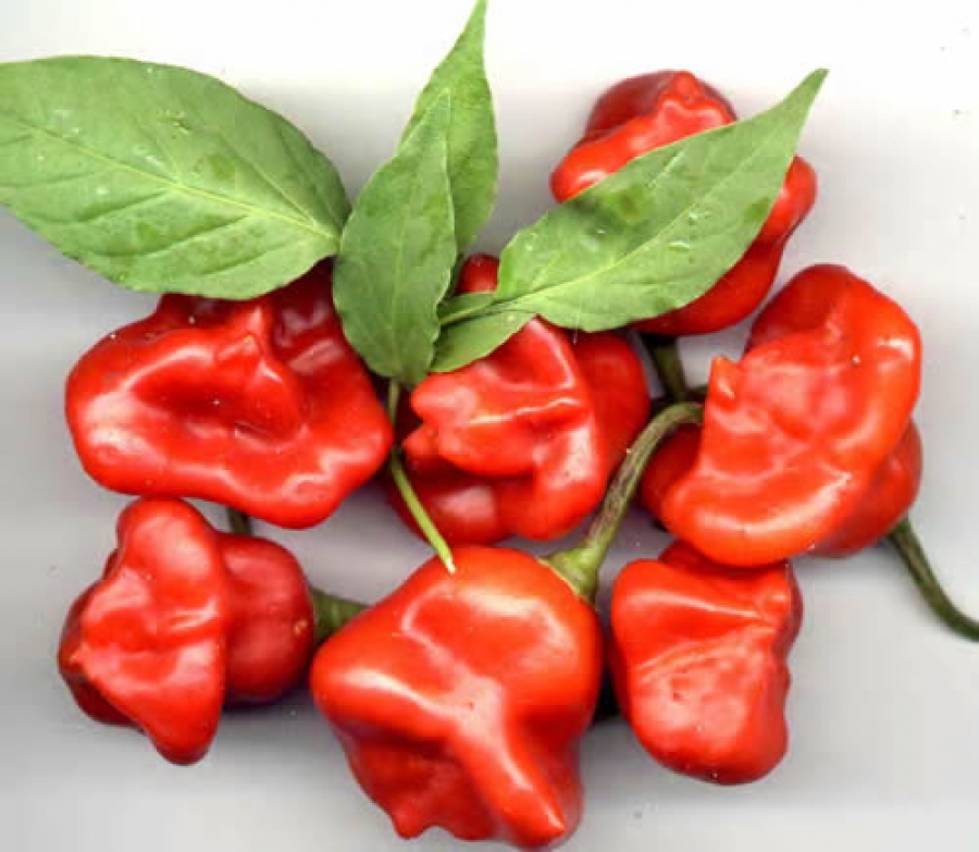 พริกจ่ามงกุฏ (Bishop Crown Pepper)