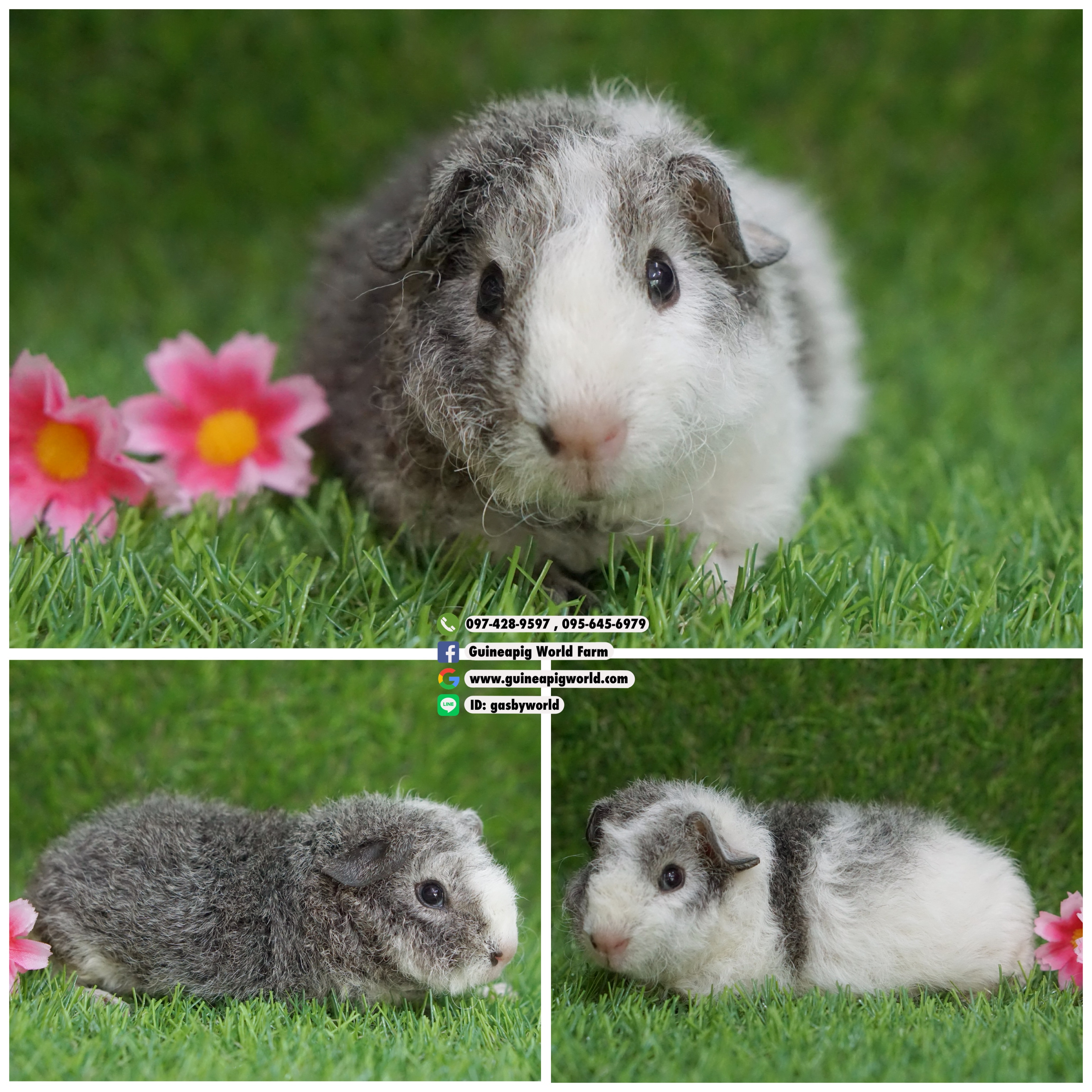 TM0827 Teddy/เมีย/โบรกเค่นซิลเวอร์อกูติ/พ่อแม่นำเข้า/โครงสร้างดี/สวยน่ารักมาร์คดัชน่ารักกินเก่งน่ารักแข็งแรง/ราคา4,800(ปกติ6,800)ชอบโอนจองก่อนได้ก่อนทักไลน์ gasbyworld แจ้งข้อความน้องพร้อมย้ายบ้านค่ะ