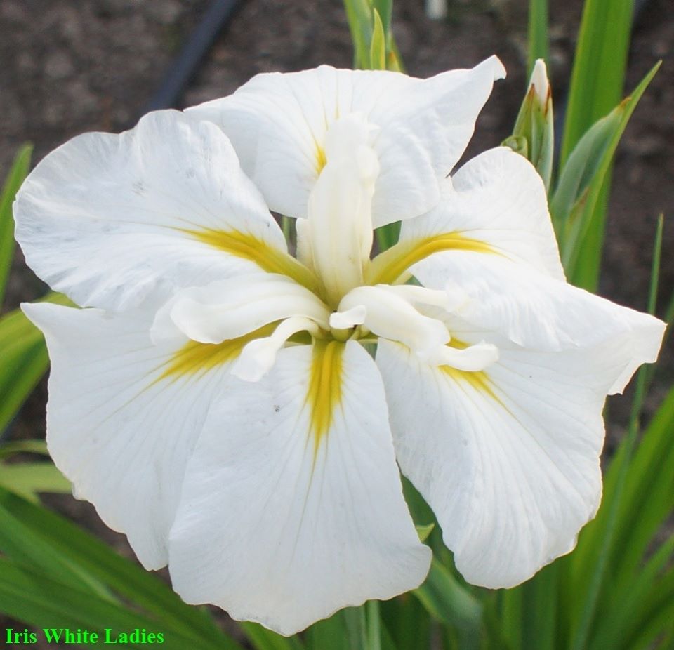 หัวดอกไอริส สายพันธุ์ญี่ปุ่น (บ่มตาดอก พร้อมปลูกแล้วได้ดอกทันที)