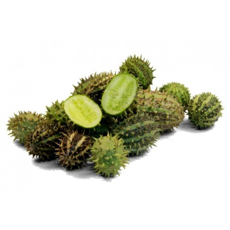 แตงกวาแอฟริกัน (Cucumis zambianus)