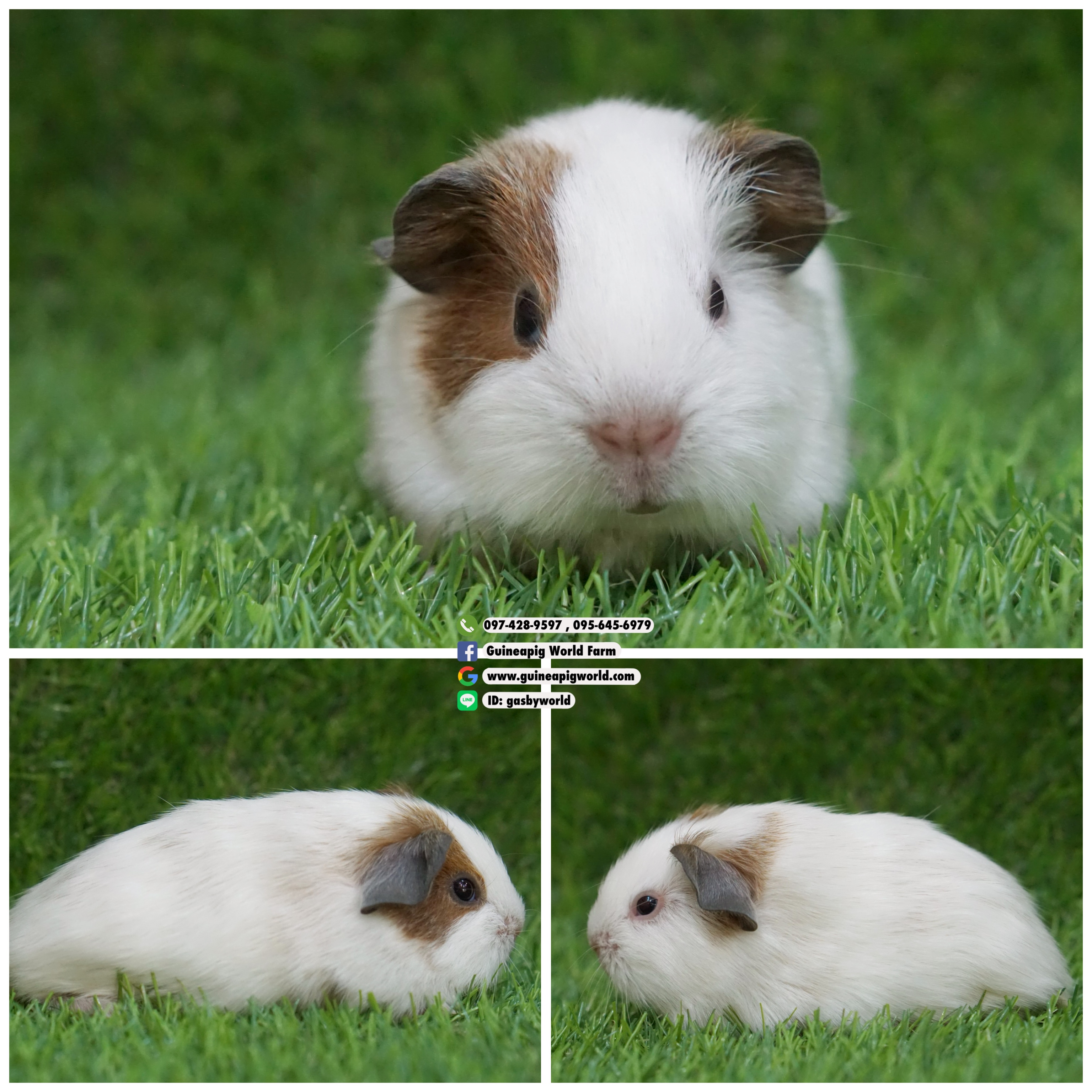 AM0819 American/ผู้/โบรกเค่นเรด/พ่อแม่นำเข้า/โครงสร้างดี/หน้าหล่อน่ารักสุดๆกินเก่งน่ารักแข็งแรง/ราคา3,800(ปกติ4,800)ชอบโอนจองก่อนได้ก่อนทักไลน์ gasbyworld แจ้งข้อความน้องพร้อมย้ายบ้านค่ะ