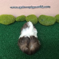 Peruvian/Boar/Sir&Madam Newly Import(ภาพนี้โชว์/ภาพขายไปดูที่หมวดเด็กๆย้ายบ้านค่ะ)