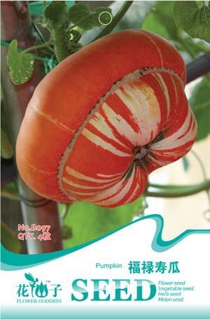 ฟักทองเห็ด แดงลายขาว (Turk Turban Squash)