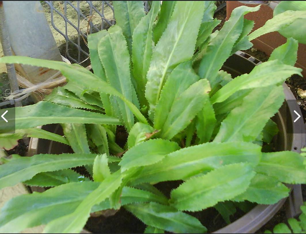 ต้นพันธุ์ผักชีฝรั่ง ต้นกล้าผักผักชีฝรั่ง ตามภาะ 1 กำ