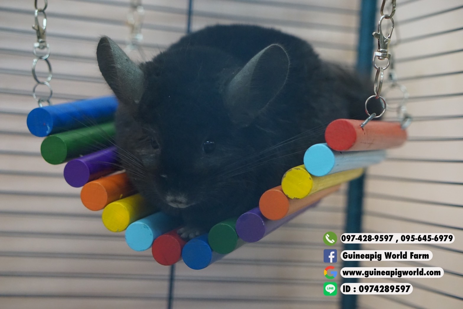 สะพานไม้หลากสี Size:41x19xh.2cm. สีไม้ใช้สีจากธรรมชาติ ทำตรง โค้ง มีข้อไว้เกี่ยวด้านบนกรงได้ค่ะ