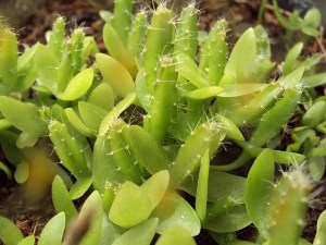 กิ่งชำ แก้วมังกรขาว จัมโบ้ (Dragon fruit Jumbo) ตรงตามสายพันธุ์แท้ 100%