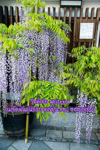 เมล็ดวิสทิเรีย (Wisteria)