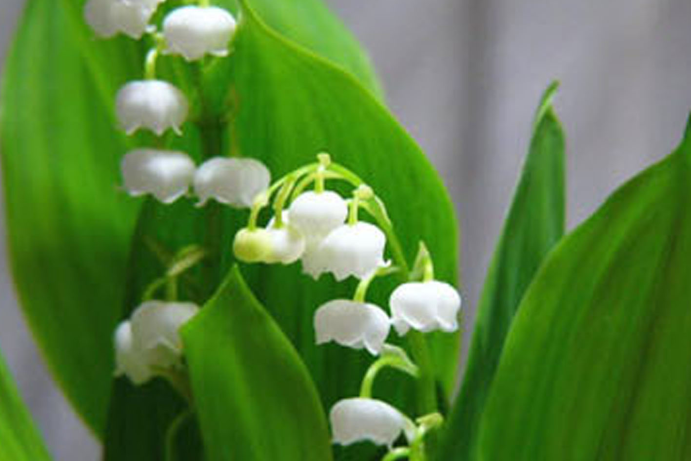 หัวดอก ลินลี่แห่งขุนเขา (Lily of the Valley) ระฆังแก้ว หรือ ทิงเกอร์เบล (หมดชั่วคราว)