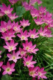 บัวดิน มีทั้งของในประเทศ และนอกประเทศ (มีทั้งราคาเป็นชุด และ ราคาต่อ 1 หัว เลือกชมได้เลยนะคะ)