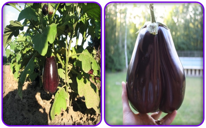 มะเขือม่วงยักษ์ - Giant Purple Eggplant