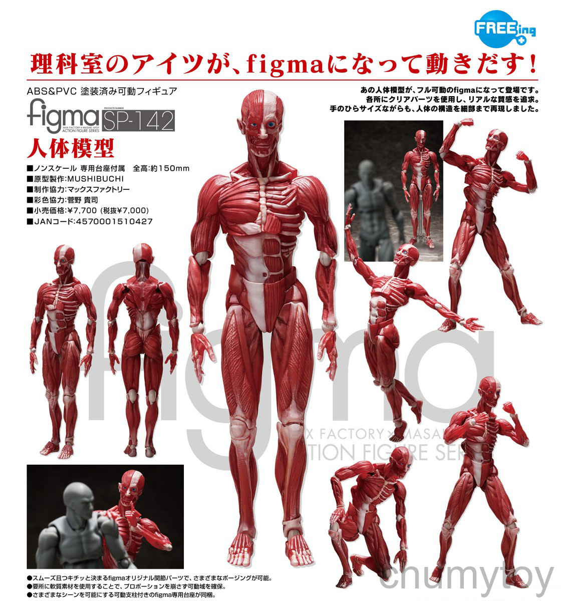 เปิดจอง : figma Human Anatomical Model